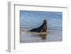 Adult New Zealand (Hooker'S) Sea Lion (Phocarctos Hookeri)-Michael Nolan-Framed Photographic Print