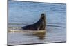 Adult New Zealand (Hooker'S) Sea Lion (Phocarctos Hookeri)-Michael Nolan-Mounted Photographic Print