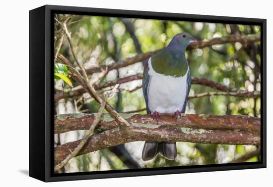 Adult New Zealand Pigeon (Hemiphaga Novaeseelandiae)-Michael Nolan-Framed Stretched Canvas