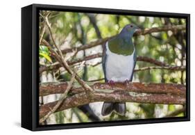 Adult New Zealand Pigeon (Hemiphaga Novaeseelandiae)-Michael Nolan-Framed Stretched Canvas