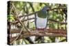 Adult New Zealand Pigeon (Hemiphaga Novaeseelandiae)-Michael Nolan-Stretched Canvas