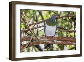 Adult New Zealand Pigeon (Hemiphaga Novaeseelandiae)-Michael Nolan-Framed Photographic Print
