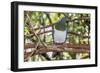 Adult New Zealand Pigeon (Hemiphaga Novaeseelandiae)-Michael Nolan-Framed Photographic Print