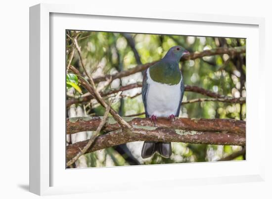 Adult New Zealand Pigeon (Hemiphaga Novaeseelandiae)-Michael Nolan-Framed Photographic Print