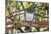 Adult New Zealand Pigeon (Hemiphaga Novaeseelandiae)-Michael Nolan-Mounted Photographic Print