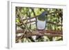 Adult New Zealand Pigeon (Hemiphaga Novaeseelandiae)-Michael Nolan-Framed Photographic Print