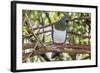 Adult New Zealand Pigeon (Hemiphaga Novaeseelandiae)-Michael Nolan-Framed Photographic Print