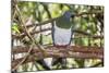 Adult New Zealand Pigeon (Hemiphaga Novaeseelandiae)-Michael Nolan-Mounted Photographic Print