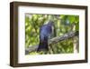 Adult New Zealand Pigeon (Hemiphaga Novaeseelandiae)-Michael Nolan-Framed Photographic Print