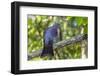 Adult New Zealand Pigeon (Hemiphaga Novaeseelandiae)-Michael Nolan-Framed Photographic Print