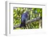 Adult New Zealand Pigeon (Hemiphaga Novaeseelandiae)-Michael Nolan-Framed Photographic Print