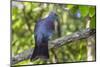 Adult New Zealand Pigeon (Hemiphaga Novaeseelandiae)-Michael Nolan-Mounted Photographic Print