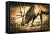 Adult North American Elk-duallogic-Framed Stretched Canvas