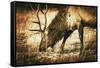 Adult North American Elk-duallogic-Framed Stretched Canvas