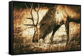 Adult North American Elk-duallogic-Framed Stretched Canvas