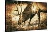 Adult North American Elk-duallogic-Stretched Canvas