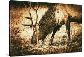 Adult North American Elk-duallogic-Stretched Canvas