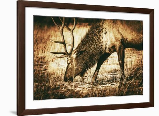 Adult North American Elk-duallogic-Framed Photographic Print