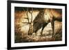 Adult North American Elk-duallogic-Framed Photographic Print