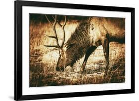 Adult North American Elk-duallogic-Framed Photographic Print