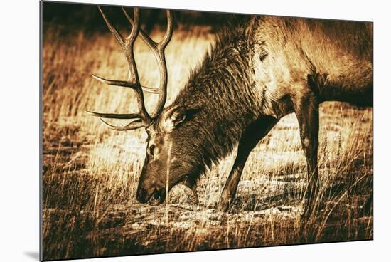 Adult North American Elk-duallogic-Mounted Photographic Print