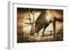 Adult North American Elk-duallogic-Framed Photographic Print