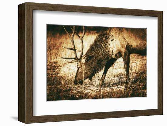 Adult North American Elk-duallogic-Framed Photographic Print