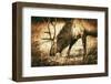 Adult North American Elk-duallogic-Framed Photographic Print