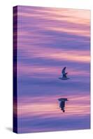 Adult Northern Fulmar (Fulmarus Glacialis) Reflected in Flight on Calm Seas Near Sisimiut-Michael Nolan-Stretched Canvas