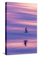 Adult Northern Fulmar (Fulmarus Glacialis) Reflected in Flight on Calm Seas Near Sisimiut-Michael Nolan-Stretched Canvas