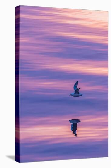 Adult Northern Fulmar (Fulmarus Glacialis) Reflected in Flight on Calm Seas Near Sisimiut-Michael Nolan-Stretched Canvas