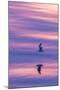 Adult Northern Fulmar (Fulmarus Glacialis) Reflected in Flight on Calm Seas Near Sisimiut-Michael Nolan-Mounted Photographic Print