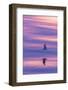 Adult Northern Fulmar (Fulmarus Glacialis) Reflected in Flight on Calm Seas Near Sisimiut-Michael Nolan-Framed Photographic Print