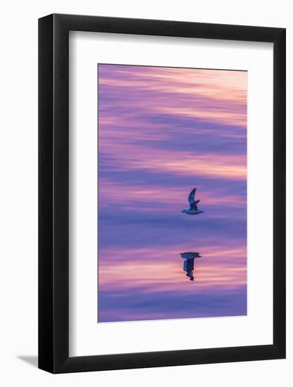 Adult Northern Fulmar (Fulmarus Glacialis) Reflected in Flight on Calm Seas Near Sisimiut-Michael Nolan-Framed Photographic Print