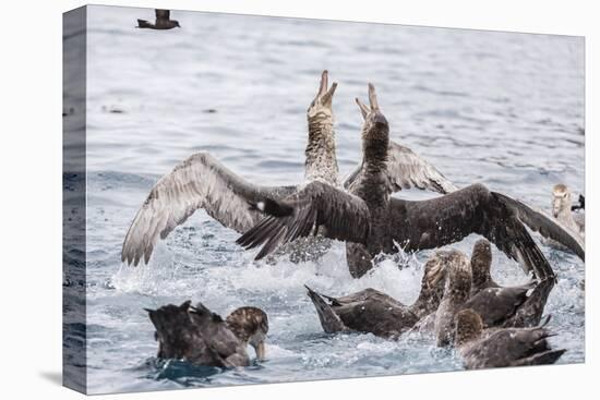 Adult Northern Giant Petrels (Macronectes Halli) Fighting over a Dead Seal Pup in Elsehul Bay-Michael Nolan-Stretched Canvas