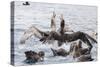 Adult Northern Giant Petrels (Macronectes Halli) Fighting over a Dead Seal Pup in Elsehul Bay-Michael Nolan-Stretched Canvas