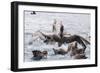 Adult Northern Giant Petrels (Macronectes Halli) Fighting over a Dead Seal Pup in Elsehul Bay-Michael Nolan-Framed Photographic Print