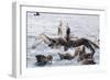 Adult Northern Giant Petrels (Macronectes Halli) Fighting over a Dead Seal Pup in Elsehul Bay-Michael Nolan-Framed Photographic Print