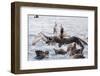 Adult Northern Giant Petrels (Macronectes Halli) Fighting over a Dead Seal Pup in Elsehul Bay-Michael Nolan-Framed Photographic Print