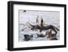 Adult Northern Giant Petrels (Macronectes Halli) Fighting over a Dead Seal Pup in Elsehul Bay-Michael Nolan-Framed Photographic Print