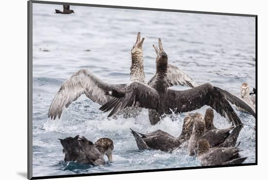 Adult Northern Giant Petrels (Macronectes Halli) Fighting over a Dead Seal Pup in Elsehul Bay-Michael Nolan-Mounted Photographic Print