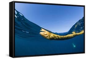 Adult olive-headed sea snake (Hydrophis major), swimming on Ningaloo Reef, Western Australia-Michael Nolan-Framed Stretched Canvas