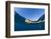 Adult olive-headed sea snake (Hydrophis major), swimming on Ningaloo Reef, Western Australia-Michael Nolan-Framed Photographic Print