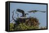 Adult Osprey Mate Leaving Nest, Flamingo, Everglades National Park, Florida-Maresa Pryor-Framed Stretched Canvas