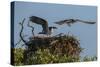 Adult Osprey Mate Leaving Nest, Flamingo, Everglades National Park, Florida-Maresa Pryor-Stretched Canvas