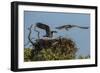 Adult Osprey Mate Leaving Nest, Flamingo, Everglades National Park, Florida-Maresa Pryor-Framed Photographic Print