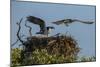 Adult Osprey Mate Leaving Nest, Flamingo, Everglades National Park, Florida-Maresa Pryor-Mounted Photographic Print