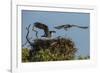 Adult Osprey Mate Leaving Nest, Flamingo, Everglades National Park, Florida-Maresa Pryor-Framed Photographic Print