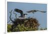 Adult Osprey Mate Leaving Nest, Flamingo, Everglades National Park, Florida-Maresa Pryor-Framed Photographic Print