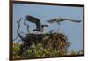 Adult Osprey Mate Leaving Nest, Flamingo, Everglades National Park, Florida-Maresa Pryor-Framed Premium Photographic Print